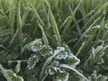 Close up of frozen grass, water drops Royalty Free Stock Photo