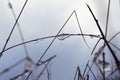 Detail of ice shards on grass in winter Royalty Free Stock Photo