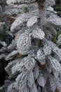 Detail of an iced pine tree Royalty Free Stock Photo