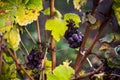 Detail of icewine grapes in a vineyard during autumn Royalty Free Stock Photo