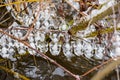 Detail of icicles on the branchlets on the river shore of Moldau in Prague