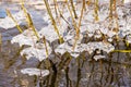 Detail of icicles on the branchlets on the river shore of Moldau in Prague