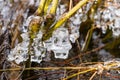 Detail of icicles on the branchlets on the river shore of Moldau in Prague