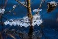 Detail of icicles on the branchlets on the river shore of Moldau in Prague