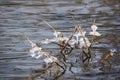 Detail of icicles on the branchlets on the river shore of Moldau in Prague