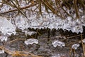 Detail of icicles on the branchlets on the river shore of Moldau in Prague