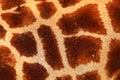 Detail if spotted fur coat of giraffe. Beautiful close-up detail from nature. Evening light Tshukudu near Kruger NP, South Africa Royalty Free Stock Photo