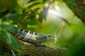 Detail of iguana. Portrait of green iguana in the dark green forest, Costa Rica. Wildlife scene from nature. Close-up face