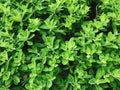 Detail image of plant leave texture pattern background