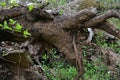 Decaying stump in the forest