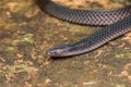 Detail Image of shiny Schmidt`s Reed Snake from Borneo , Beautiful Snake