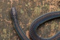 Detail Image of shiny Schmidt`s Reed Snake from Borneo , Beautiful Snake