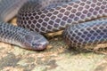 Detail Image of shiny Schmidt`s Reed Snake from Borneo , Beautiful Snake