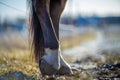 Detail of unshod horse hoof. Horse hoof without horseshoe