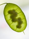 Detail of the immature green seedpod (silicle) of the Lunaria annua, English name honesty or annual honesty Royalty Free Stock Photo