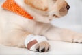 Detail of injured labrador puppy dog with bandage on its paw