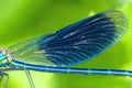 Detail insect blue wings dragonfly closeup