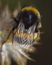 Detail of broken bee wings