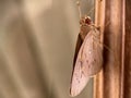 Detail of an insect on window frame with blurred background