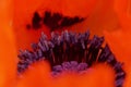 Detail of inside of gorgeous red oriental poppy papaver orientale