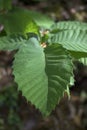 Detail intense green chestnut leaf in forest in Valle del Ambroz vertical