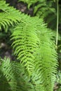 Detail intense green leaf of young fern in forest in balle del ambroz vertical