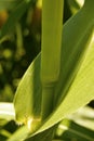 Detail of internodes of a maize plant, corn, stalk. Leaf and node of corn. Royalty Free Stock Photo