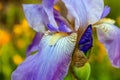 Detail Of Iris Bloom And Bud Royalty Free Stock Photo