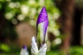 Iris bud in Monte San Bartolo. Pesaro, Marche, Italy.