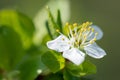 Detail of isolated flower of fruit apple tree. Apple tree in bloom  with white petals. Branch of fruit tree in bloom in spring Royalty Free Stock Photo