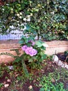 Detail of Italian garden in Rome, a pink hidrangea