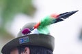 Detail of an Italian mountain military alpine hat