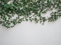 Detail of ivy leaves on a white wall background with copy space, nature concept Royalty Free Stock Photo