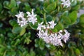 detail of jade tree flowers. flowering of money plant Royalty Free Stock Photo