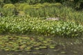 Detail of Japanese garden pond Royalty Free Stock Photo