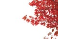 Detail of japanese maple autumnal red foliage Royalty Free Stock Photo