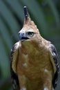 Detail of an Javan hawk eagle Royalty Free Stock Photo