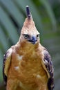 Detail of an Javan hawk eagle Royalty Free Stock Photo