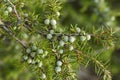 Detail of juniper branch