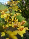 The Detail Of Kandyan Dancer Orchid