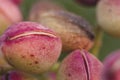 Detail of kerman pistachio fruits