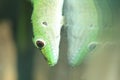 Koch giant day gecko