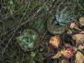 Detail of a kokedama.