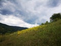 Lady s bedstraw Galium verum