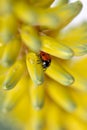 Detail of a ladybug walking among the petals of an aloe vera flower Royalty Free Stock Photo