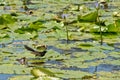 Detail of lake covered by waterlilies. Royalty Free Stock Photo