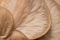 Detail of lamellar texture of oyster mushroom