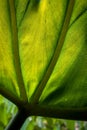 Detail of a Large, Backlit Green Leaf