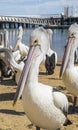 Pelicans at Phillip Island beach pier during the winter with sunlight