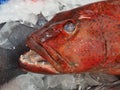 Fresh Coral Trout Fish on Ice Royalty Free Stock Photo